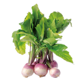 Turnip Seeds - 3G