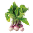 Turnip Seeds - 3G