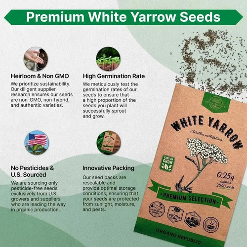 yarrow plant seeds White Yarrow Seeds Pack 0.25G
