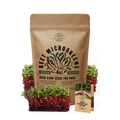 Beet Sprouting & Microgreens Seeds 4oz - Over 5 000 Non-GMO, Heirloom Seeds - Organo Republic