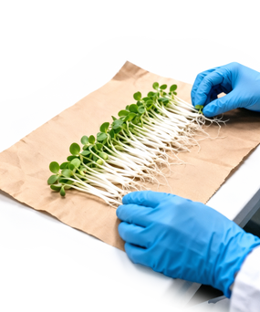 Germination